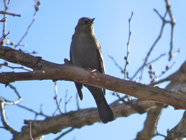 Rusty Blackbird at the Kenneth L. Shroeder Wildlife Sanctuary in McLean County, IL 01