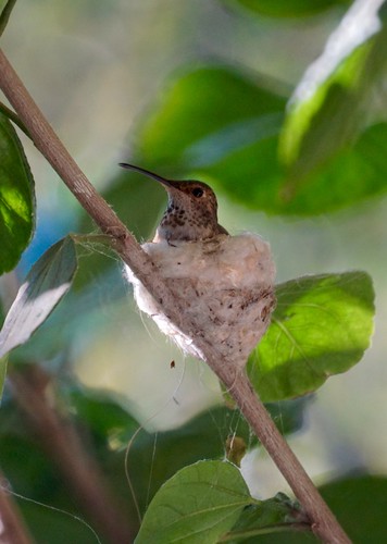 Allen's Hummingbird on nest