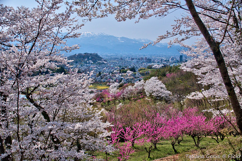 trees japan cherryblossom fukushima hanamiyama