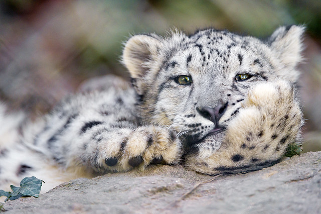 Comfortable snow leopard cub