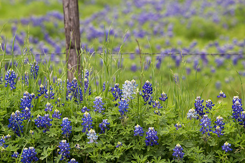 flowers texas unitedstates wildflowers ennis stateflower texaswildflower bluebonnetskellyphillips