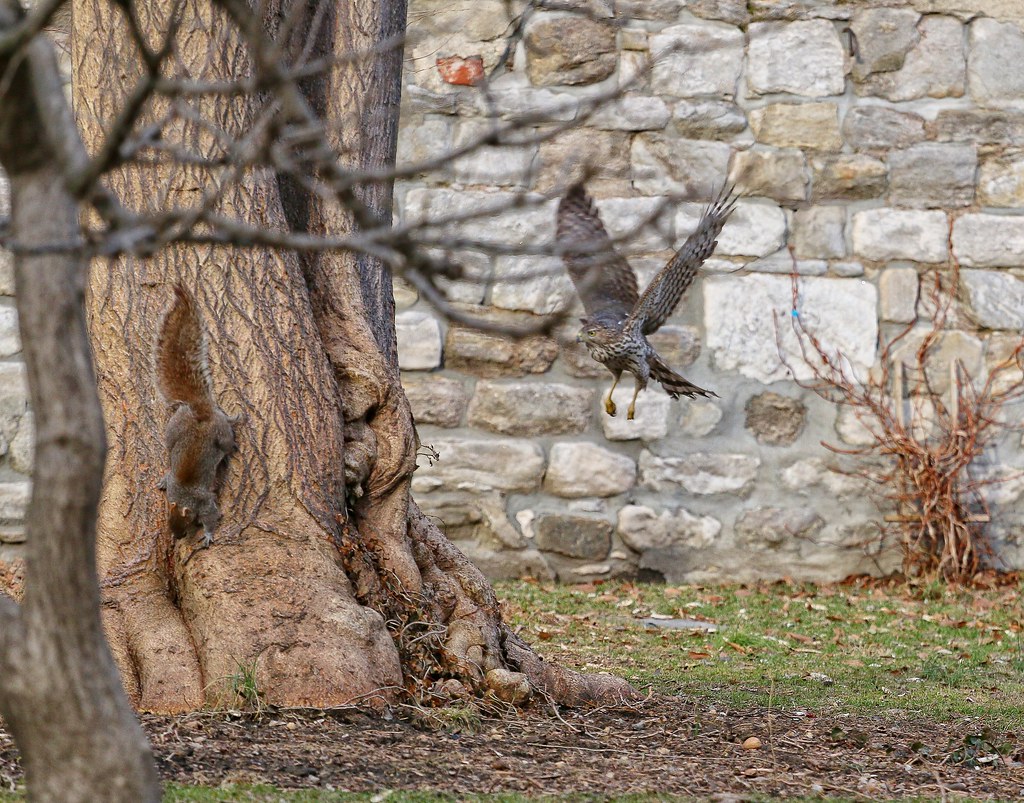 Cooper's hawk chases a squirrel in the Marble Cemetery
