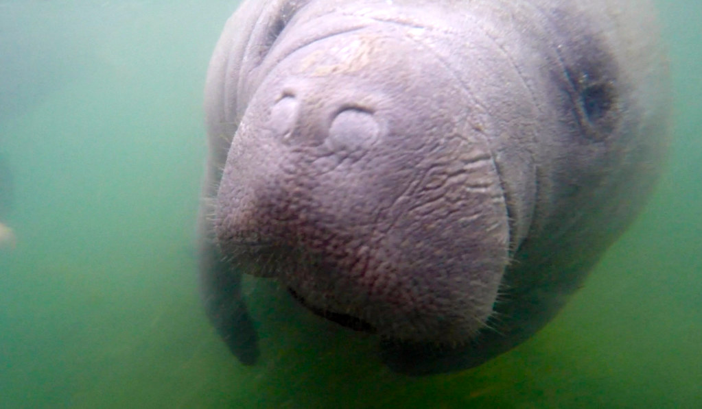 Swimming with Manatees in Crystal River, Florida