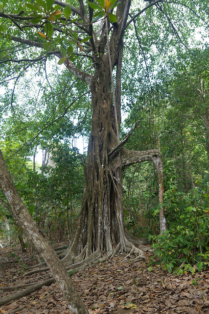 Portal tree