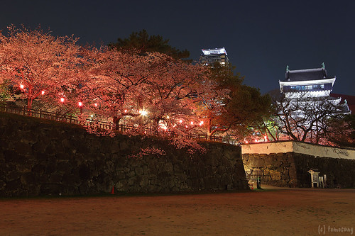 Sakura in Katsuyama park at Night