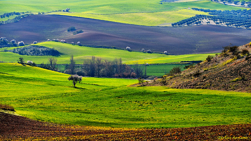 españa naturaleza verde green nature landscape spain paisaje fields campos burujón carlosarriero