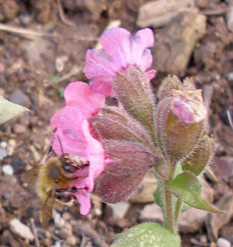 Hairy footed flower bee on lungwort 2