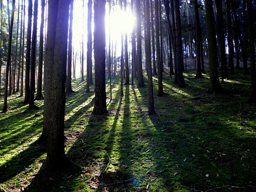 trees light shadow forest