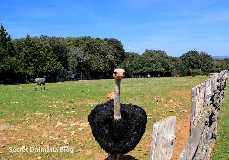 African ostrich 