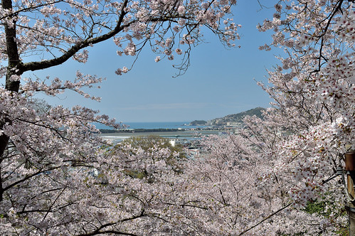 japan cherry temple 桜 寺院 seashore 海 和歌山 紀三井寺 和歌の浦
