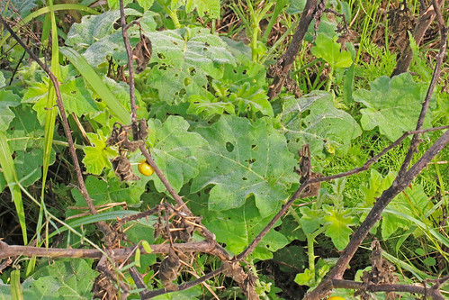 flower fl wildflower solanaceae 2015 solanumviarum sodaapple solanales asterids turkeyberry sr724 tropicalsodaapple okeechobeeco wetlandnightshade