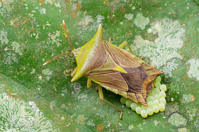 Giant shield bug (Tessaratomidae) - DSC_3148