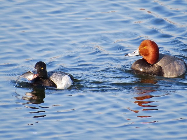 Lesser Scaup and Redhead at Lake Bloomington in McLean County, IL 02