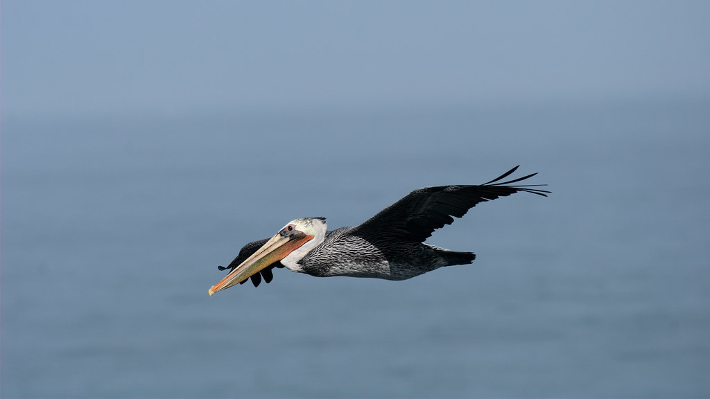 A brown pelican flies over the Pacific Ocean at Yaquina Head Outstanding Natural Area in Newport, Oregon