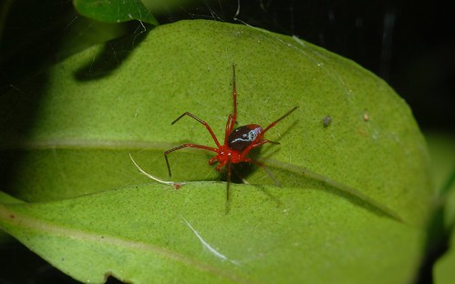 arachnida araneomorphae nicodamidae dimidamusdimidiatus