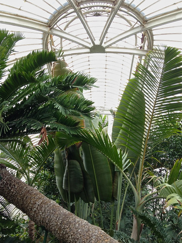 Kew Gardens palm house