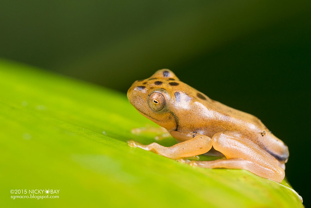 Frog (Anura) - DSC_2839