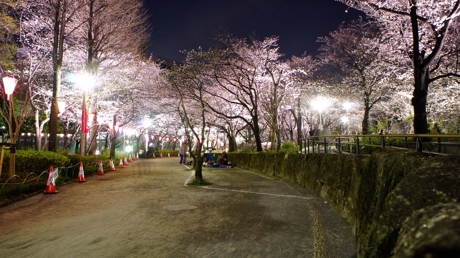Tokyo Skytree and Cherry Blossom illumination (Sakura)
