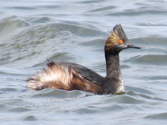 Eared Grebe at Evergreen Lake in McLean and Woodford County 04