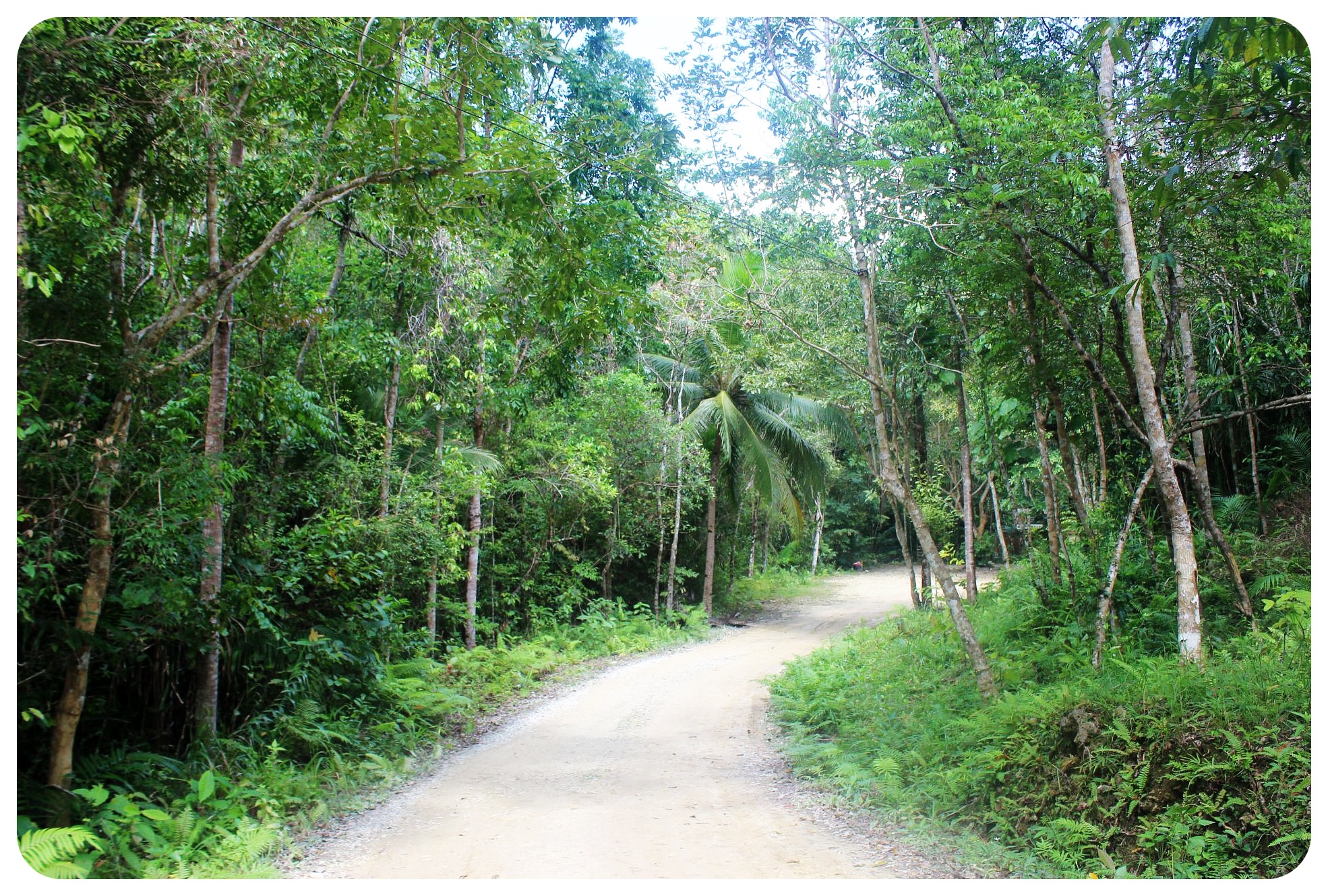 bohol rainforest