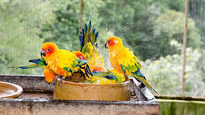Birds playing with water
