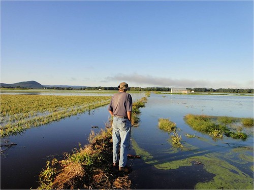 Pawelski’s onion fields destroyed by flooding caused by Hurricane Irene in 2011.