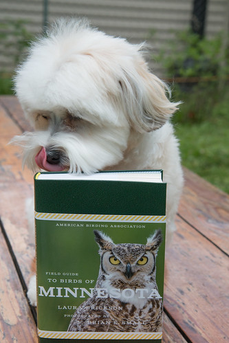 Laura's book: Pip approved!