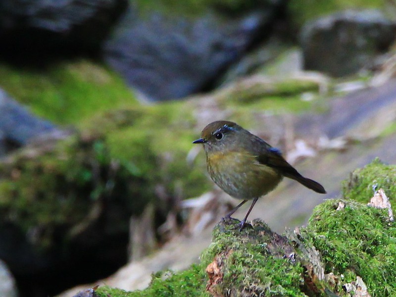 IMG_0183 栗背林鴝 Collared Bush-robin
