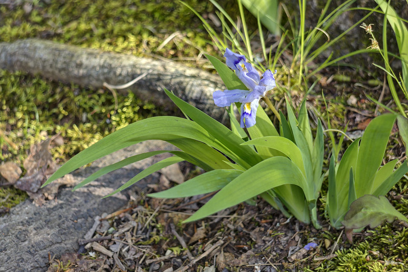 Iris verna, Montgomery Bell State Park, Dickson County, Tennessee