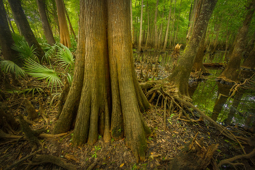 tree river georgia bald coastal swamp cypress knees plain hdr ogeechee taxodium distichum