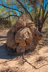 An example of the millions of Termite mounds dotted around.