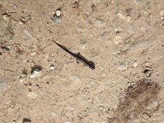 Little Black Salamander 