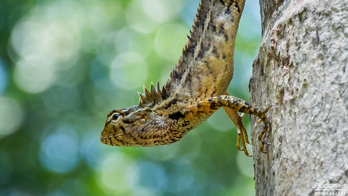 srilanka reptiles commongardenlizard