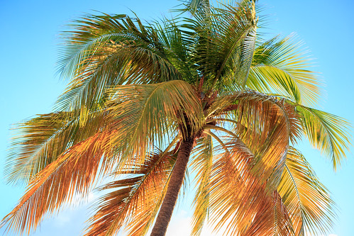 travel sunset beach nature canon eos coconut coco coconuttree plage paradis palmier guadeloupe cocotier 6d caraibes outremer rêve steanne eos6d