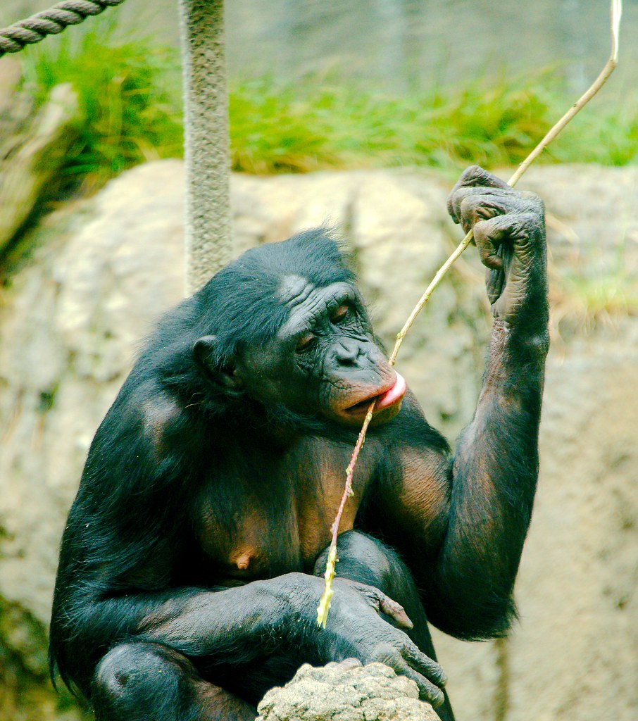 Bonobo (Pan paniscus)_14