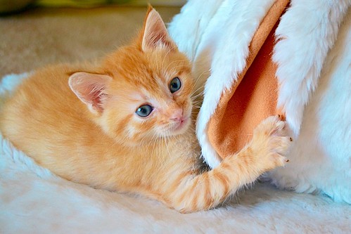 Lion, gatito naranja guapo y resalao nacido en Marzo´15, necesita hogar. Valencia. ADOPTADO. 17181181118_8a09ae9b8b