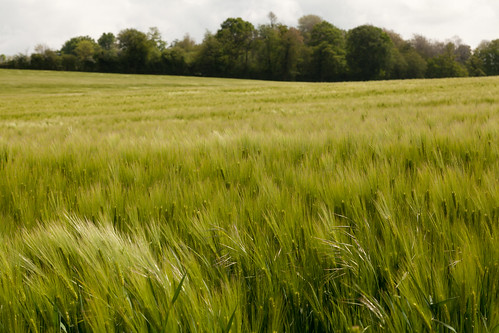 trees france field barley countryside normandie orville campagne normandy rambling countrywalks orne promenades randonées campigny lepaysdauge