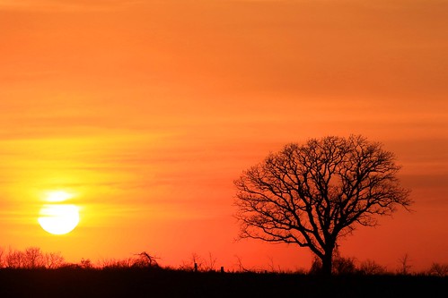 county sunset tree oak bur reis iowa larry calmar winneshiek