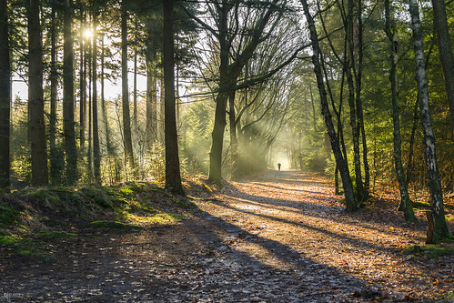 trees light shadow sun mist tree forest ray path nederland running run rays sunrays jogging depth jogger sunray overijssel nijverdal speelbos