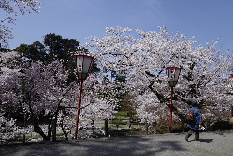 春を行く１９　金沢桜満開！　兼六園の桜２