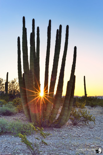 arizona cactus usa desert ajo arizonalandscapecactus