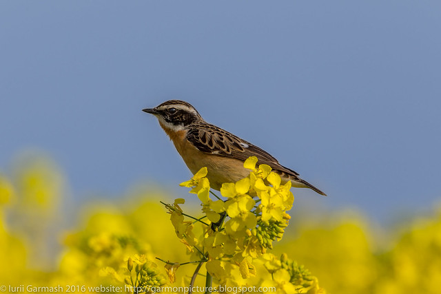 European stonechat (Saxicola rubicola) sitting at the blooming rapeseed field.