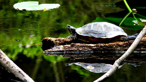 forest turtle path alabama bamboo trail prattville