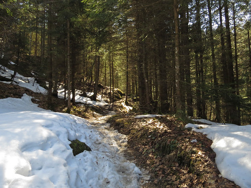 snow forest austria spring hiking christmasrose tyrol kufstein stadtberg schneerosenweg