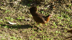 Jayuya, Hacienda Gripinas chicken