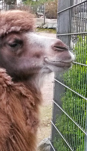 zoo camel korkeasaari kameli äitienpäivä eläintarha samsunggalaxys4active