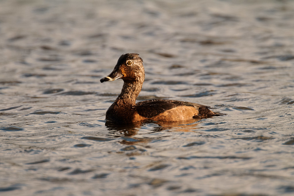 A ring-necked duck (probably female) swims on Long Lake