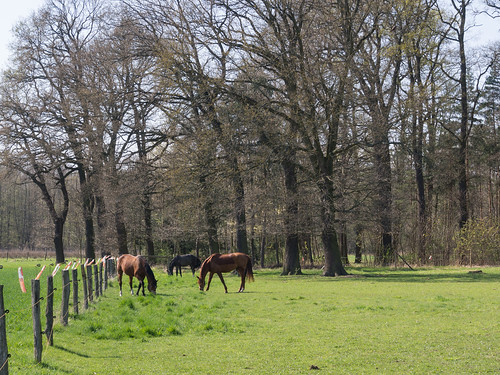 horse germany landscape deutschland meadow wiese landschaft pferd braunschweig schapen paddock koppel niedersachsen lowersaxony