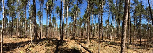 silviculture ascc cnf nasp chippewanationalforest