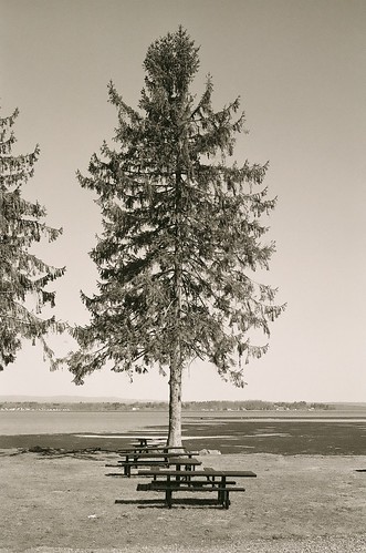 Tree at Dock Brown's, Saratoga Lake NY